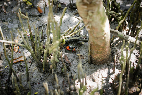 Sesarma mederi in the Mangrove forest
