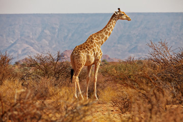 Giraffe im Augrabies Wasserfälle Nationalpark