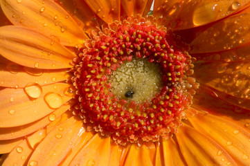 gerbera met regendruppels