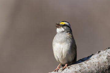 white throated sparrow in spring