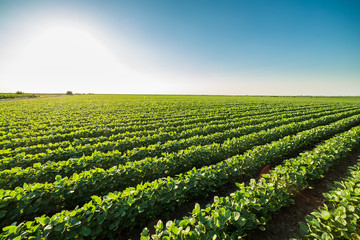Green ripening soybean field, agricultural landscape