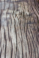 Wood old surface , Bark