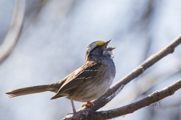 white throated sparrow in spring
