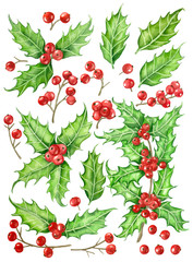 Watercolor collection of holly berry plants. Element for Christmas design.