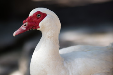 White duck