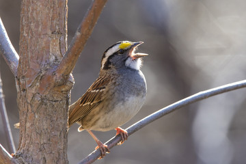 white throated sparrow in spring