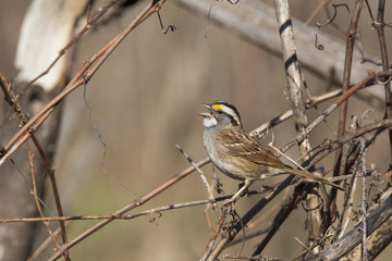 white throated sparrow in spring