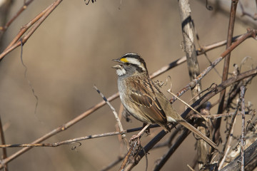 white throated sparrow in spring