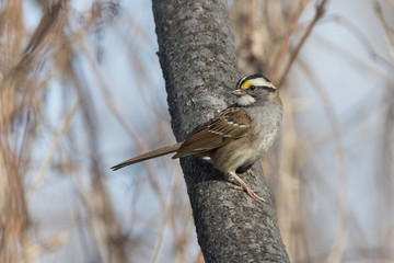 white throated sparrow in spring