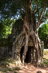 Fototapeta na wymiar Tomb rider tree
