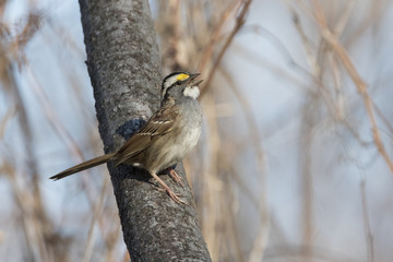 white throated sparrow in spring
