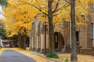 Fototapeta premium Autumn in Tokyo, Ginkgo tree and old building, Japan