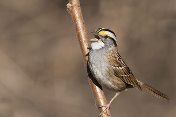 white throated sparrow in spring