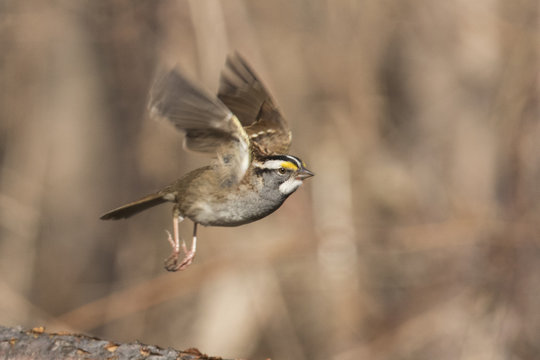 white throated sparrow in flight