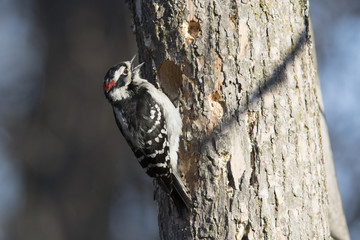 Downy woodpecker (Dryobates pubescens)