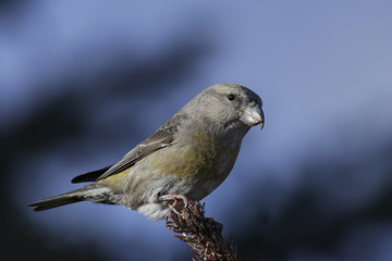 Parrot crossbill (Loxia pytyopsittacus)