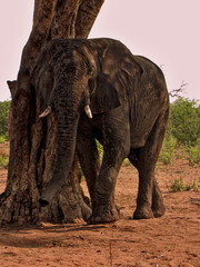 Fototapeta premium Botswana