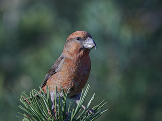 Parrot crossbill (Loxia pytyopsittacus)