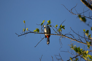 Red whiskered Bulbul Bird on Tree