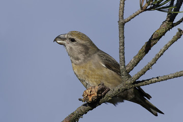Parrot crossbill (Loxia pytyopsittacus)
