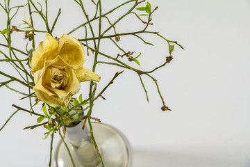 dried, dead rose flower in vase on white background