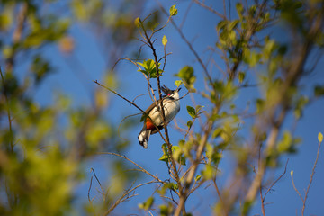 Red whiskered Bulbul Bird on Tree