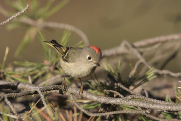 ruby-crowned kinglet 