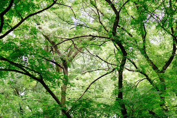 Beautiful green forest at spring