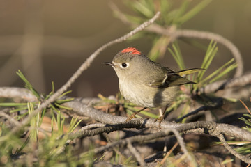 ruby-crowned kinglet 