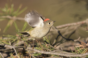 ruby-crowned kinglet in flight