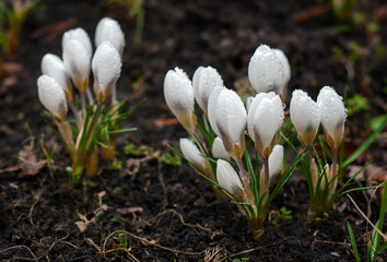View of magic blooming spring flowers crocus growing in wildlife. White crocus growing from earth outside.