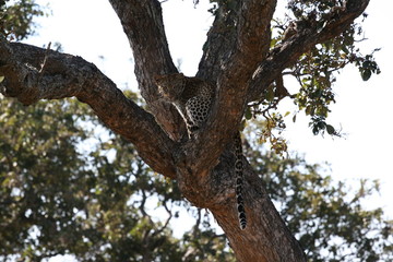 South African wildlife