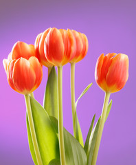 Red tulips on lilac background