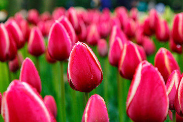 Fototapeta premium Flowerbed with tulips and hyacinths