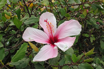 Hibiskusblüte © powerbold