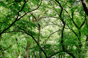 Beautiful green forest at spring