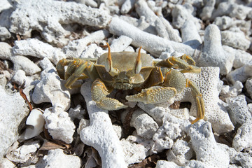 crab on beach