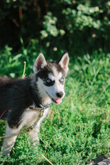 portrait of little husky dog at the green grass