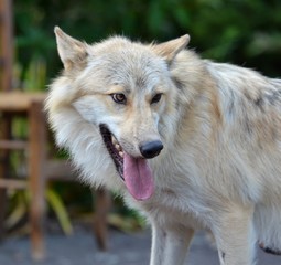 loup tirant la langue