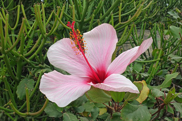 Hibiskusblüte © powerbold