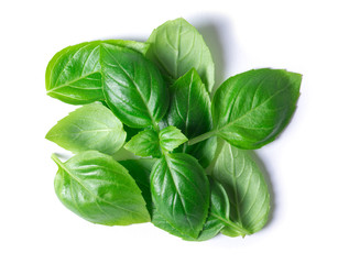 Fototapeta premium Green basil leaves