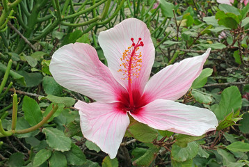Hibiskusblüte © powerbold