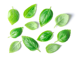 basil herb leaves