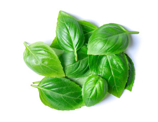 Green basil leaves
