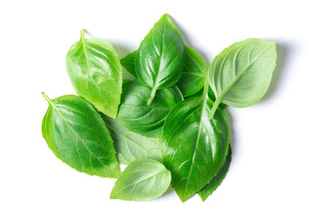 basil herb leaves