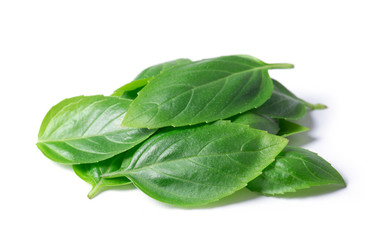 basil herb leaves