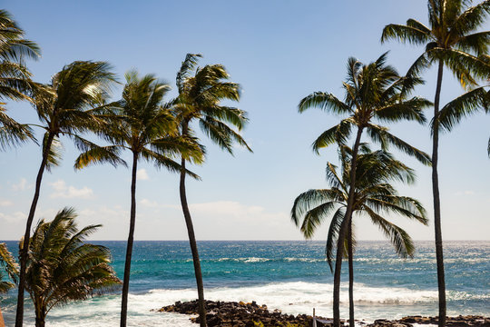 Palm trees blow in the wind off the coast of Kauai, Hawaii