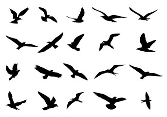 Fototapeta na wymiar silhouette bird shape vector design