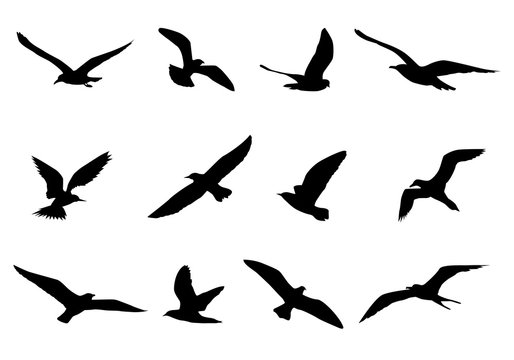 silhouette bird shape vector design