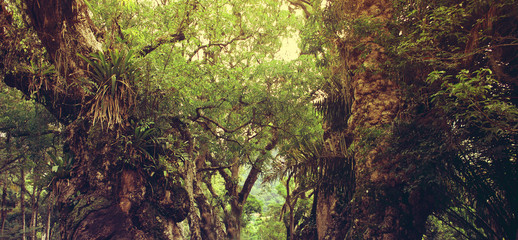 Tropical rain forest in Brazil